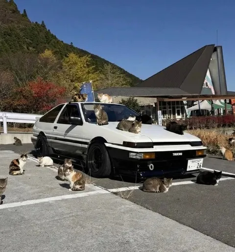 Коты захватили Труэно
