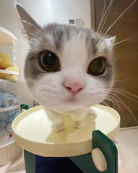 Кот смотрит прямо в душу