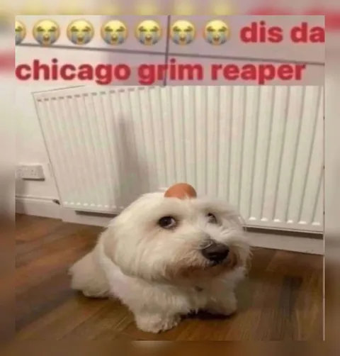 Chicago Grim Reaper Dog