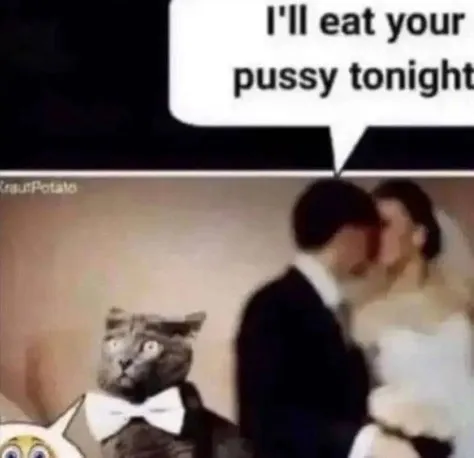Shocked Cat at the Wedding