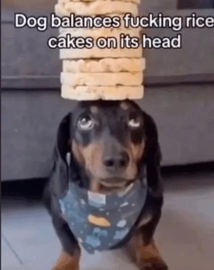 Dog Balances Rice Cakes