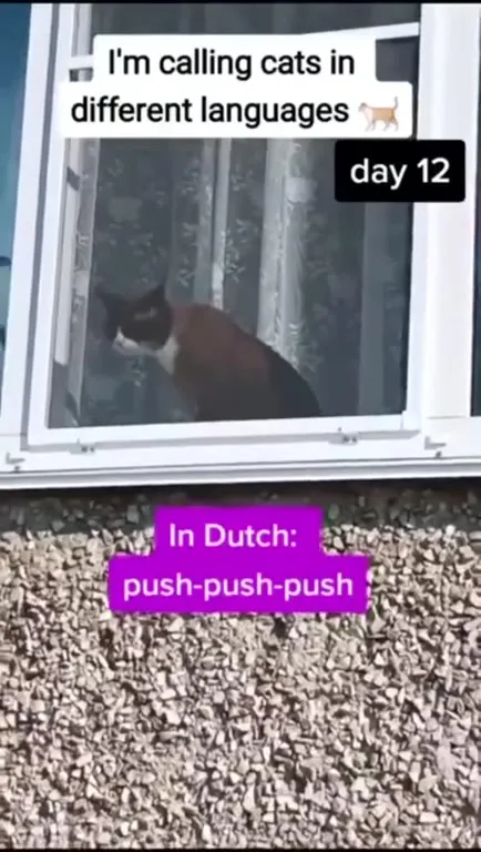 Calling Cats in Every Language