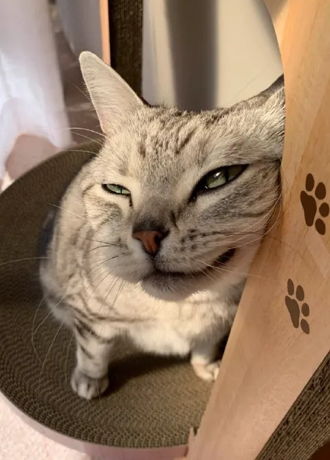 Кот с подозрительным прищуром