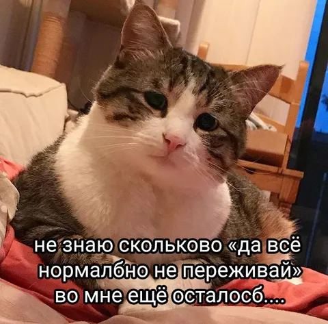 Кот, который уже не выдерживает
