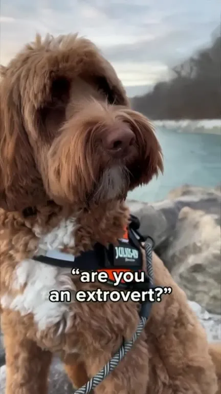 Dog Admits He’s a Pervert