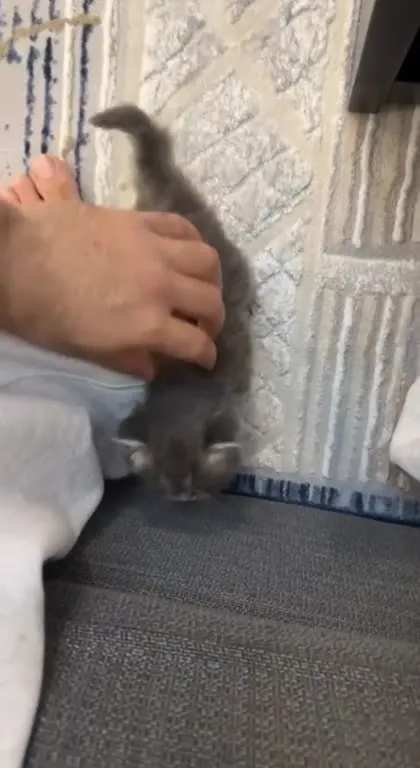 Суровый котёнок крупным планом