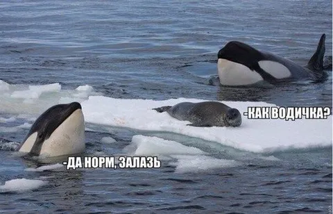 Косатка спрашивает про водичку