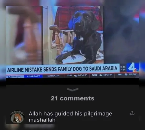 Dog Accidentally Sent to Saudi Arabia