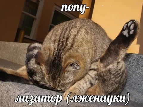 Кот лижет попу