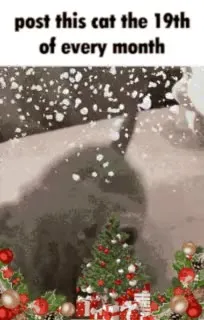 Post This Cat Every 19th