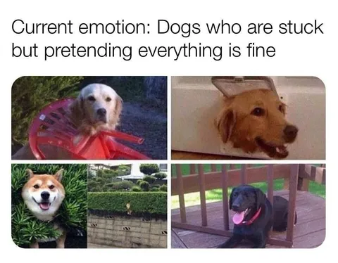 Dogs Pretending Everything Is Fine