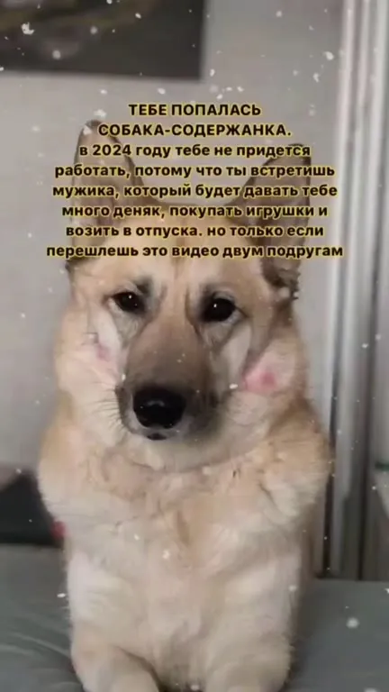 Собака-содержанка 2024
