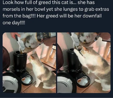 Greedy Cat Reaches for Extras