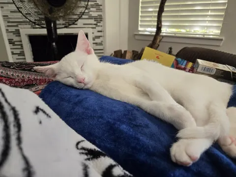 Белый кот сладко спит