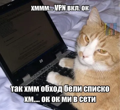 Кот включил VPN и в сети