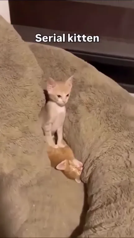 Serial Kitten on the Couch