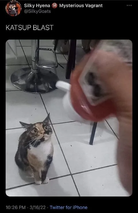 Cat Supersonic Blast Reaction