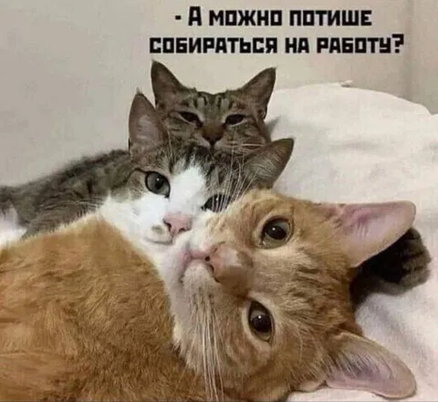 Коты не хотят на работу