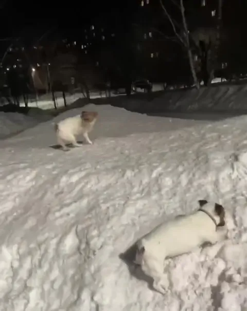 Собаки сходят с ума в снегу