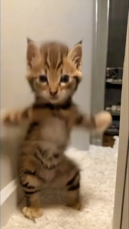 Танцующий котёнок