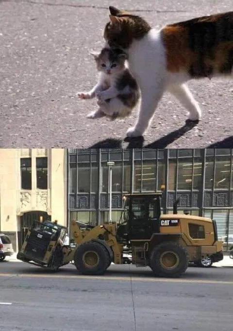 Кошка несёт котёнка как CAT