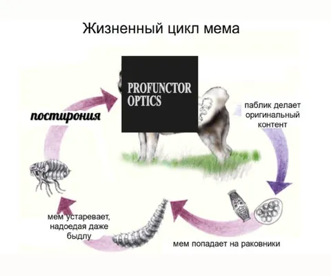 Жизненный цикл мема