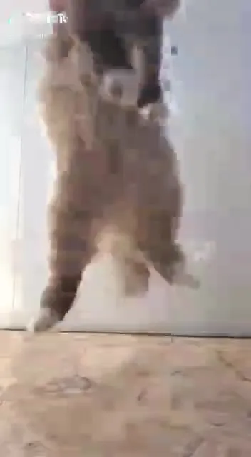 Кот не хочет сотрудничать