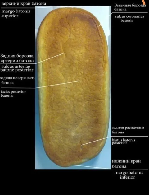 Анатомия батона по учебнику