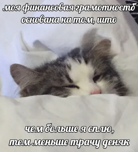 Финансовая грамотность кота