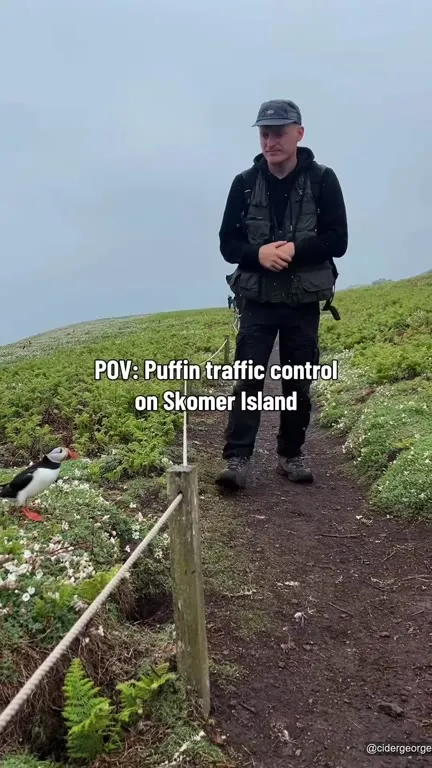 Puffin Traffic Control
