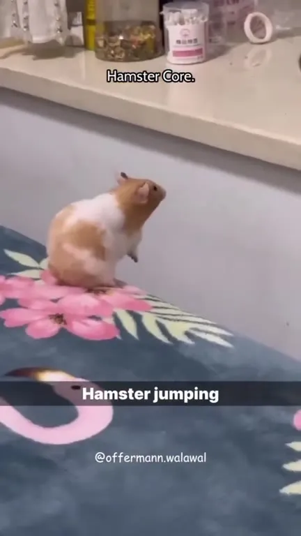 Hamster Core Chaos
