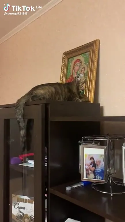 Кот молится перед иконой
