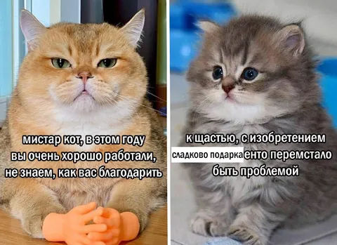 Кот благодарит за изобретение
