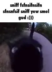 Sniff Sniff Smells Good