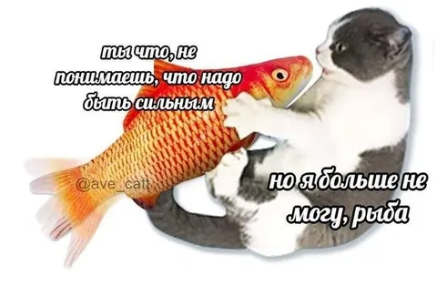 Кот больше не может
