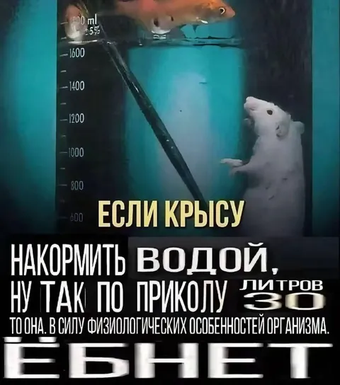Крыса выпьет 30 литров воды