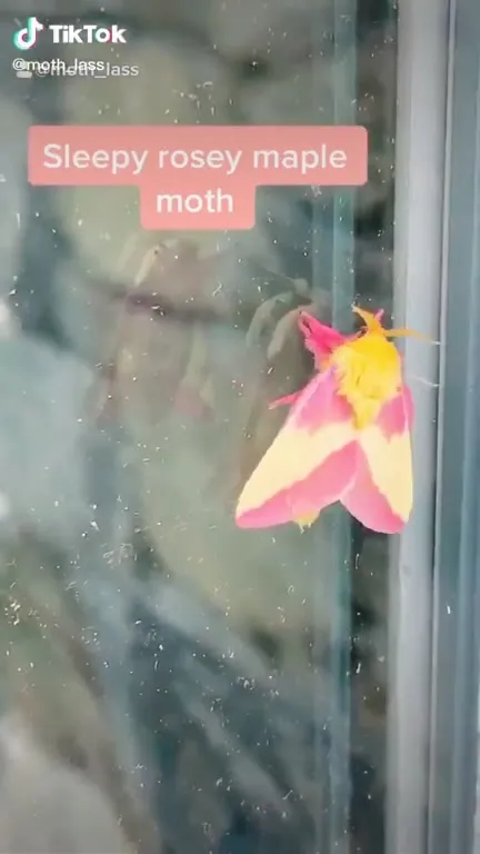 Sleepy moth gets comfy