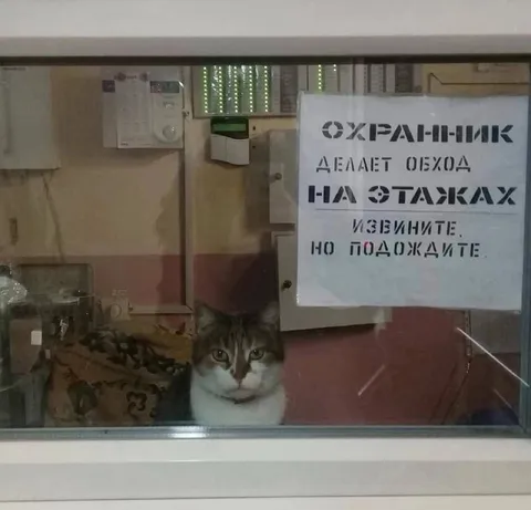 Кот охраняет проход