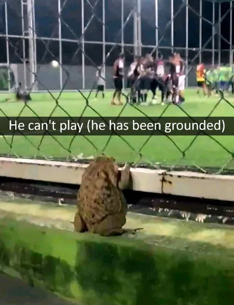 Grounded Frog Watches Soccer