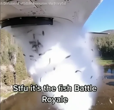 Fish Battle Royale Explosion