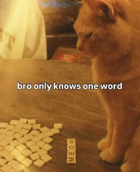 Bro Only Knows One Word