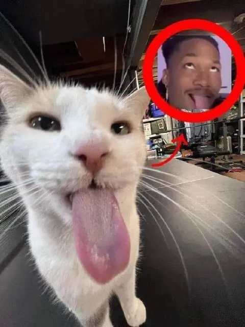 Кот показывает язык