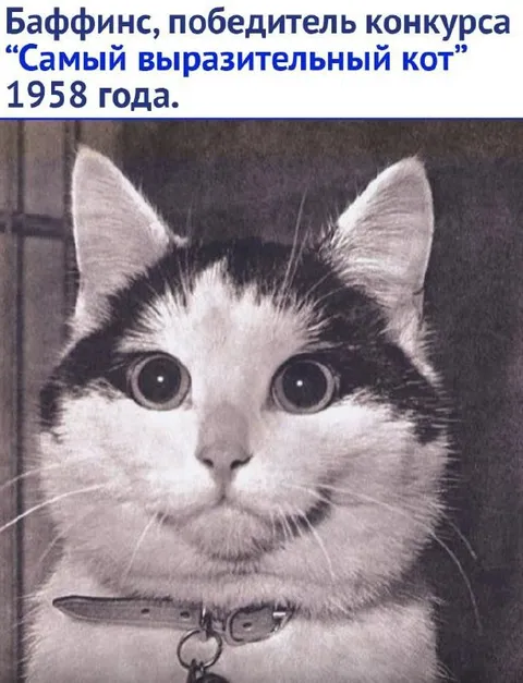 Баффинс — самый выразительный кот