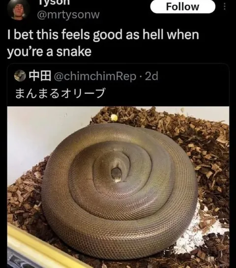 Snake Feels Good Coiled