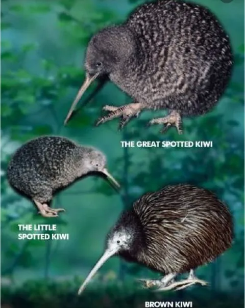 Kiwi Birds With Confusing Names