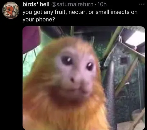 Bird Wants Phone Snacks