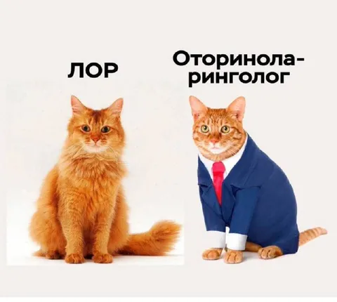 Кот ЛОР и оториноларинголог