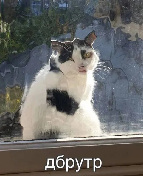 Кот у окна говорит добрутр