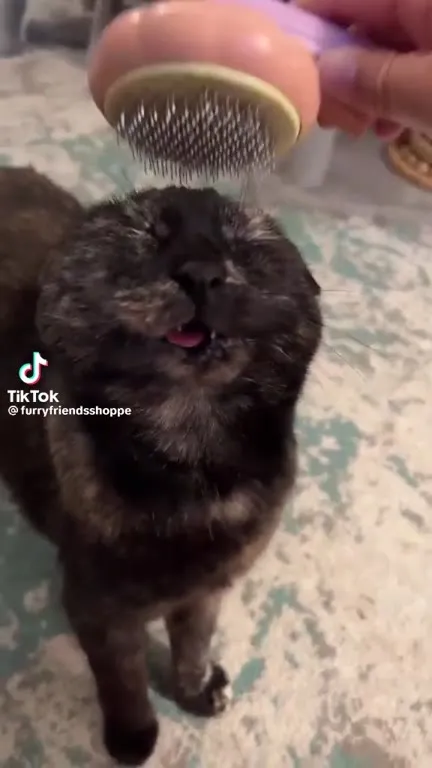 Кот наслаждается расчёской