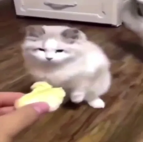 Коты нюхают лимон